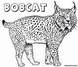 Coloring Lynx Bobcat Pages Canada Skid Steer Comments sketch template