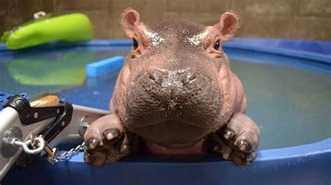 fiona the hippo is turning 1 wsyx