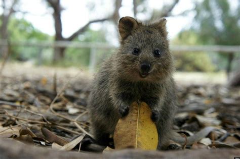 quokka angry  days  year