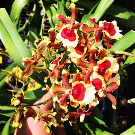 Oncidium Honey Toh Garden Singapore Orchid Plant And Flower Grower