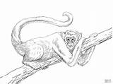 Coloring Monkey Pages Realistic Spider Muriqui Chimpanzee Draw Mono Para Colorear Drawing Monkeys Easy Printable Step Coloringbay Imagenes Arana Paper sketch template