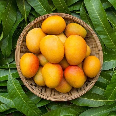 benefits  mango     taste  home