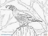 Grouse sketch template