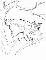 Pages Coloring Cat Teens Cats Manx Coloringpagesforadult Adults Adult sketch template