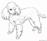 Poodle Caniche Poodles Dogs Puppy Dibujar Supercoloring Markings sketch template