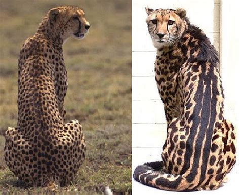 cheetah facts animal facts encyclopedia