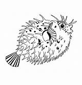 Blowfish Puff Spiny Coloring Pages sketch template