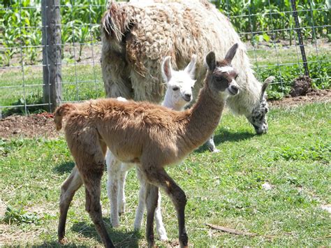 super cute baby llamas  auronstalker  deviantart