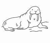 Walrus Pages Coloring Kids Printable Animals Cloring Animal Bestcoloringpagesforkids Choose Board sketch template