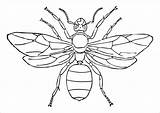 Ant Coloring Queen Pages Coloringbay sketch template