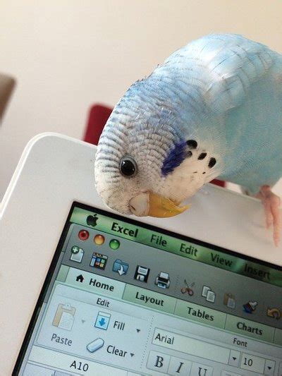 review   parrot operating system