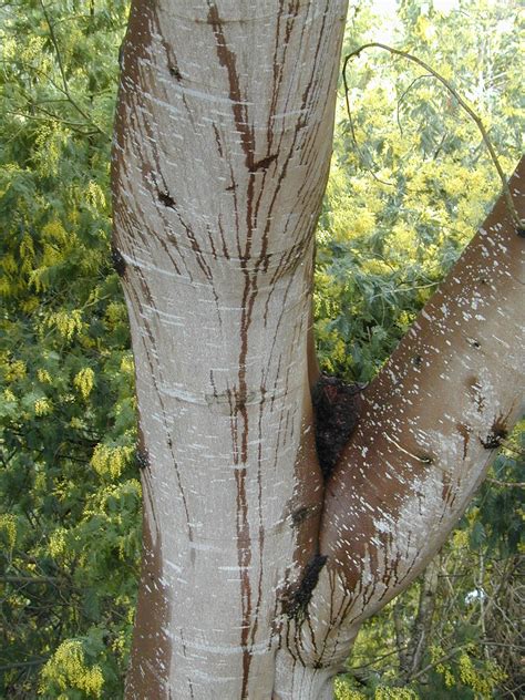 trees  santa cruz county acacia dealbata silver wattle
