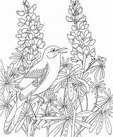 Coloring Pages Texas Bluebonnet Mockingbird Bird Flower State Birds Bluebonnets Printable Flowers Drawing Blue Realistic Adult Book Line Beautiful Sheets sketch template