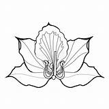Bauhinia Blossoms sketch template