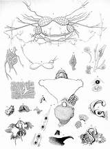 Atlanticus Glaucus Svg Designlooter Dissection Vii Bergh Tab  sketch template