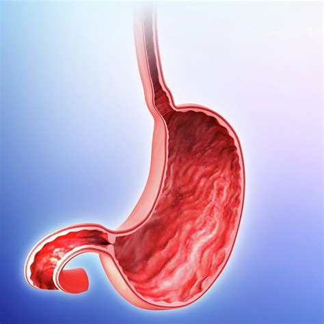 human stomach photograph  pixologicstudio