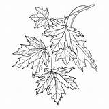 Ausmalbilder Ornate Foliage Herbst Zweig Grafiken Contour Ahorn Isoliert Blätter Umriss Verzierten Weißem sketch template