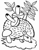 Bestcoloringpagesforkids Hedgehogs sketch template