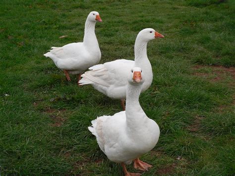 embden geese  trio  embden geese   broomclose cott flickr