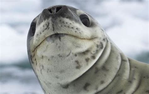 leopard seal theyre  cute weird animals animals leopard seal