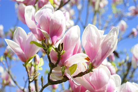 april plant   month  magnolia holland house garden centre preston