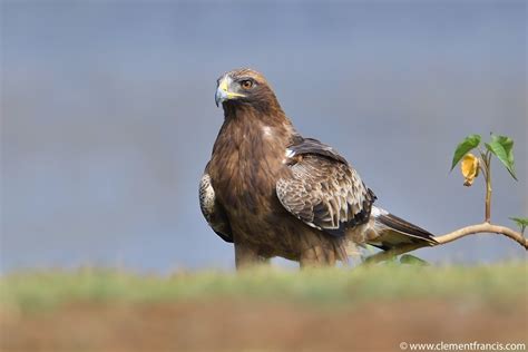 booted eagle clement francis wildlife photography