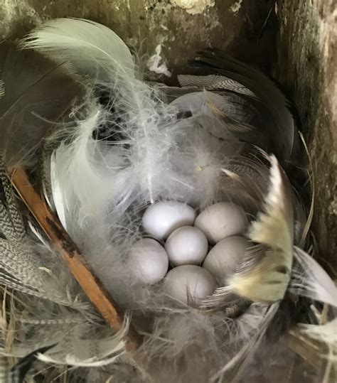 white tree swallow eggs    flat nest lined  multiple feathers  feathers