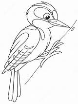Coloring Pages Woodpecker Woodpeckers Birds Recommended sketch template