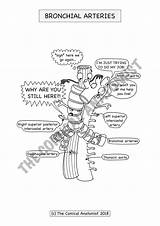 Respiratory Digital Anatomist Comical sketch template