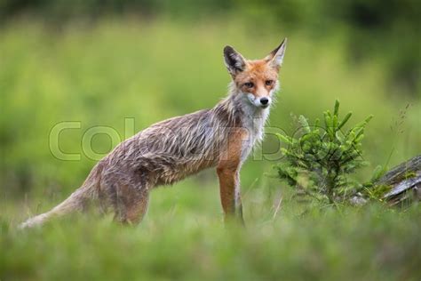Skinny Red Fox Vulpes Vulpes Standing Stock Image Colourbox