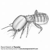 Termite Pencil Pencils Insects Termites Drawingtutorials101 Lapse Paintingvalley sketch template