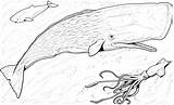 Whale Coloring Pages Blue Printable Template sketch template
