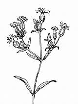 Silene Vulgaris Campion Bladder Cyme Sketch Flower Caryophyllaceae Copyright Wild Flowers Facts History sketch template