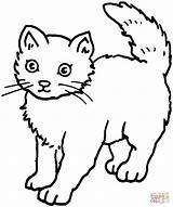 Coloring Pages Cat Cats Popular sketch template