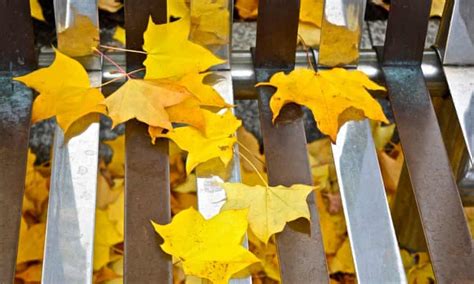 signs of autumn share your photos and videos autumn the guardian