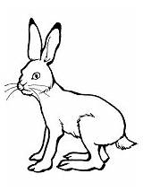 Arctic Polar Hare Rabbit Coloring Animals Pages Antarctica sketch template