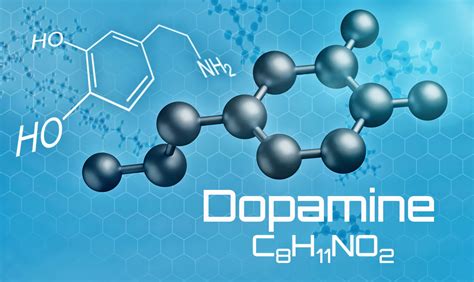definition dopamine role  fonctionnement de lhormone du bonheur