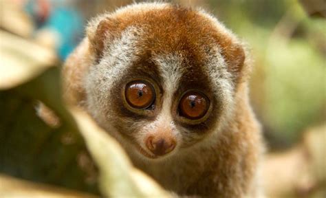 conservation groups save  slow loris  summer