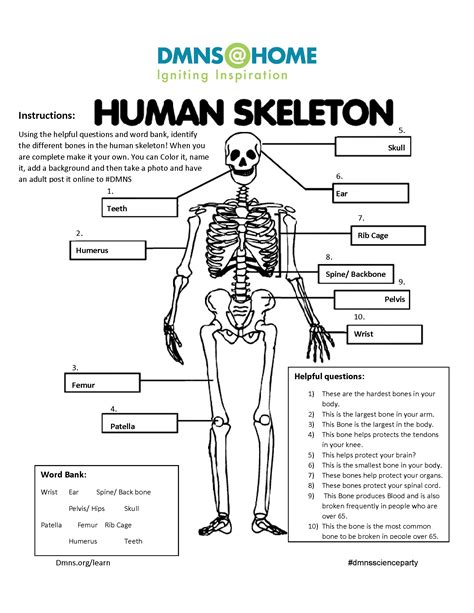 printable skeleton worksheet printable world holiday sexiz pix