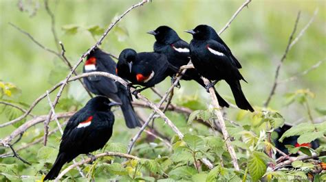 tricolored blackbirds saved   audubon california