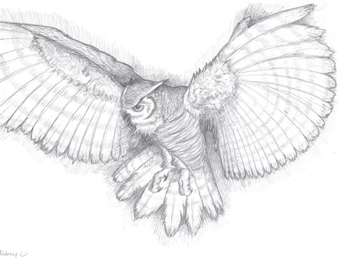owl drawings pin owl pencil drawing picture  pinterest owls