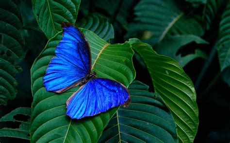 blue morpho butterfly hd wallpapers backgrounds wallpaper abyss