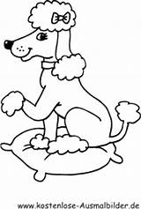 Pudel Hunde Hund Tiere Kostenlose Malvorlagen Welpen Besuchen sketch template