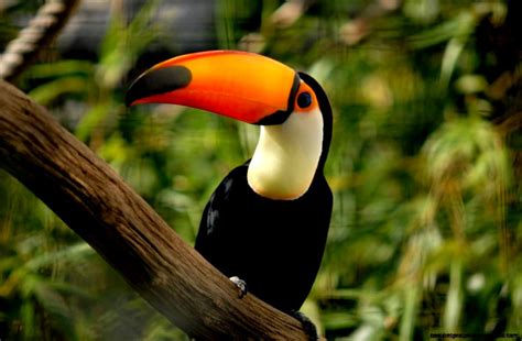 tropical rainforest animals wallpapers gallery