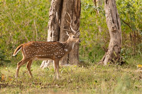 chital  indian spotted deer