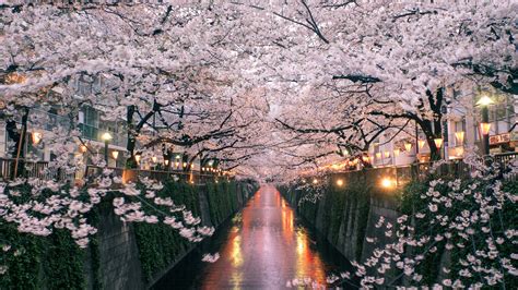 japans cherry blossoms   conde nast traveler