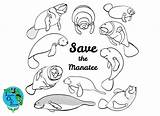 Coloring Manatee Pages Animal sketch template