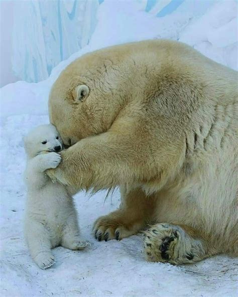 pin  pooh kusuma  polar bear baby polar bears baby animals