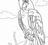 Scarlet Drawing Macaw Coloring Blue Getdrawings sketch template