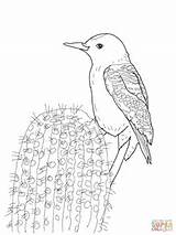 Woodpecker Gila Coloring Printable Pages Supercoloring Woodpeckers Flicker Northern Sketch Credit Larger Categories sketch template